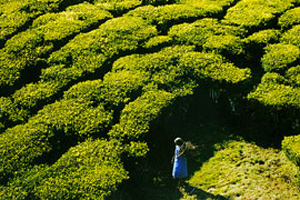 Darjeeling Tour